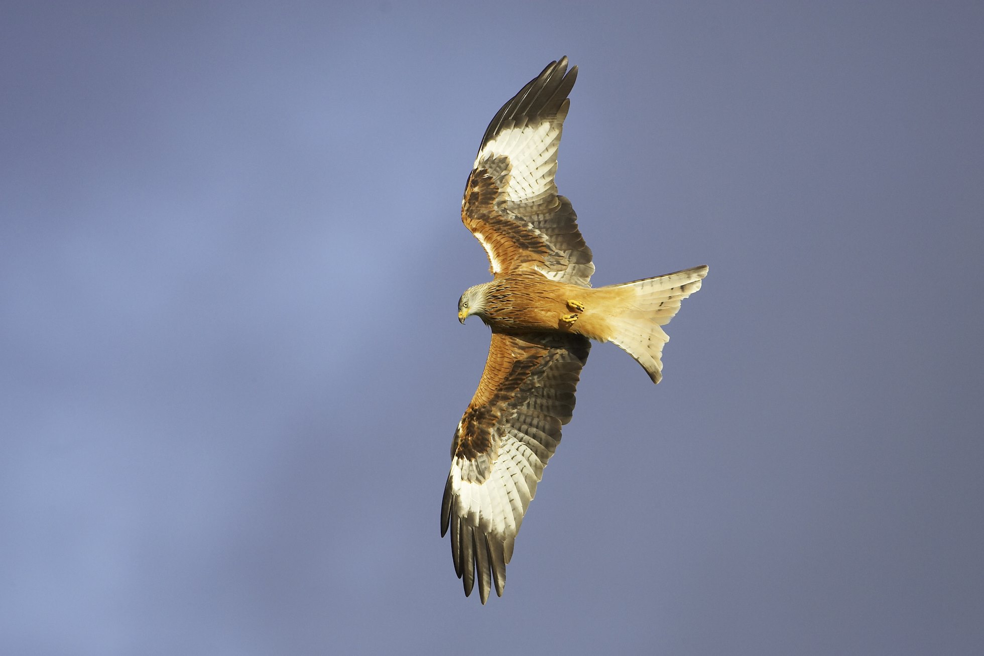 Red Kite - Milvus milvus - adult in flight. Wales. January.
